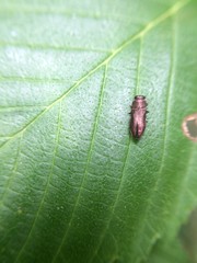 Anthaxia viridifrons
