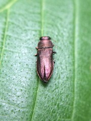 Anthaxia viridifrons