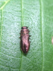 Anthaxia viridifrons