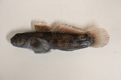 Bathygobius fuscus