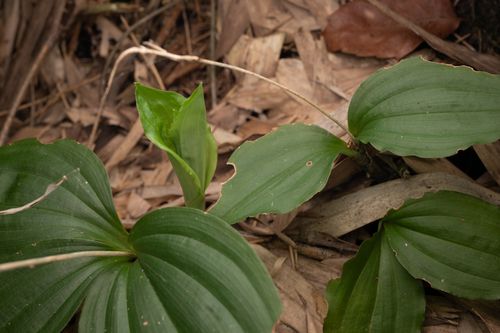 Liparis nervosa