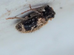 Ptinus texanus