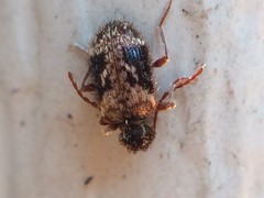 Ptinus texanus