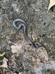 Carphophis vermis