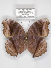 Junonia stygia
