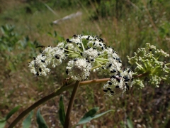 Angelica tomentosa