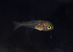 Vincentia punctata