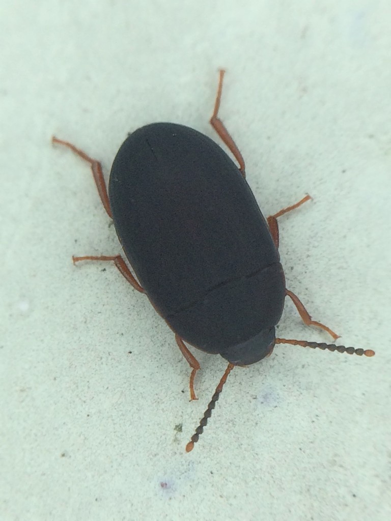 Platydema erythrocera (Darkling Beetles (Tenebrionidae) of Virginia