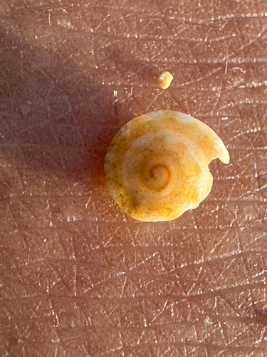Psilaxis radiatus observed 2026-06-08