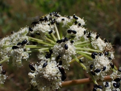 Angelica tomentosa, photograph author not stated, no rights reserved