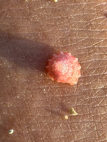 Trochus intextus observed 2026-06-08
