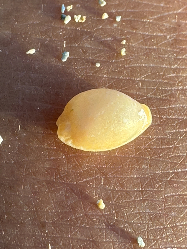 Cypraea helvola observed 2026-06-08