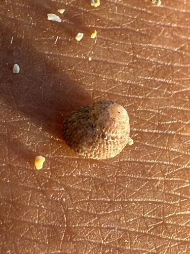 Herpetopoma gemmatum observed 2026-06-08