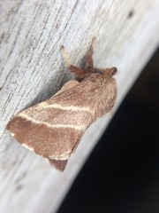 Malacosoma americana