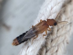 Distremocephalus texanus