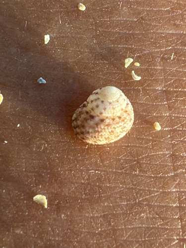 Herpetopoma gemmatum observed 2026-06-08