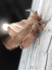 Malacosoma americana