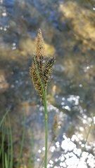 Carex nudata