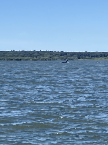 Sighting photo