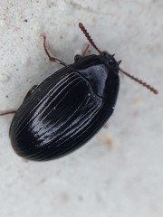 Platydema excavata