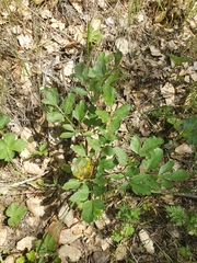 Tauschia hartwegii