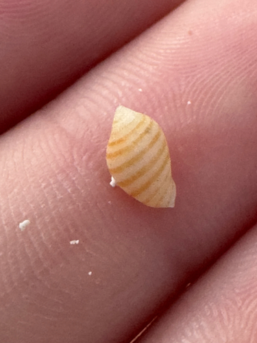 Vexilla vexillum observed 2026-06-08