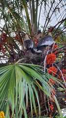 Theristicus caudatus