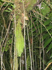 Phlegmariurus linifolius