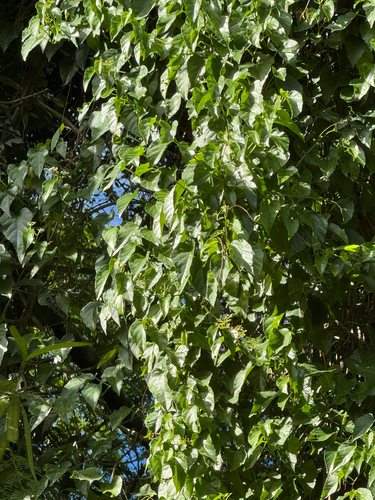 Cissus, 2026-06-15