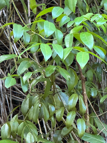 Caesalpinia observed 2026-06-15