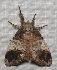 Dasychira leucophaea