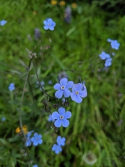 Myosotis asiatica