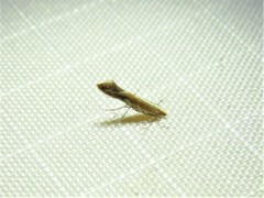 Cameraria conglomeratella