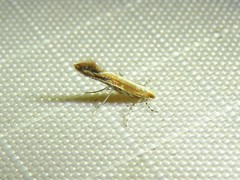 Cameraria conglomeratella