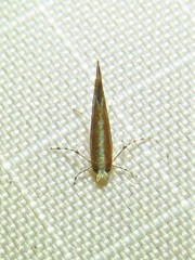 Cameraria conglomeratella