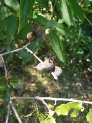 Disholcaspis simulata