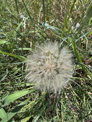 Yellow Salsify