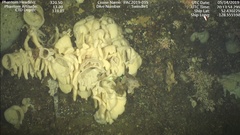Aphrocallistidae