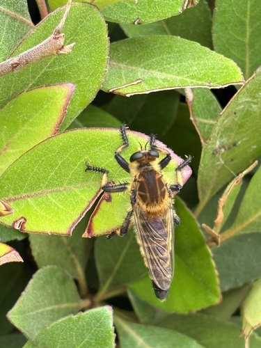 Promachus yesonicus