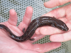 Necturus maculosus