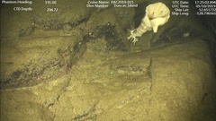 Aphrocallistidae