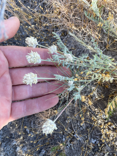 Astragalus spaldingii, 2026-06-15