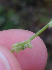 Pectocarya penicillata