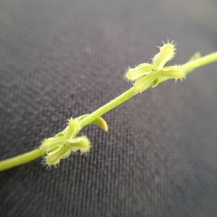 Pectocarya penicillata