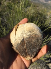 Mycenastrum