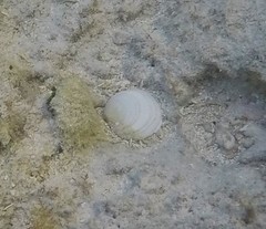 Semele proficua