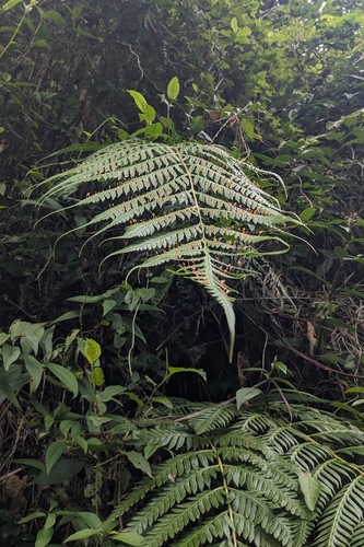 Woodwardia prolifera, photograph 2