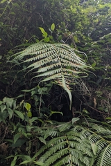 Woodwardia prolifera, photograph (c) 許文俊, some rights reserved (CC BY-SA)