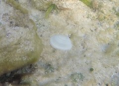 Semele proficua
