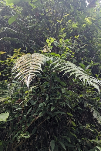 Woodwardia prolifera, photograph 3